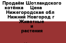 Продаём Шотландского котёнка. › Цена ­ 1 500 - Нижегородская обл., Нижний Новгород г. Животные и растения » Кошки   . Нижегородская обл.